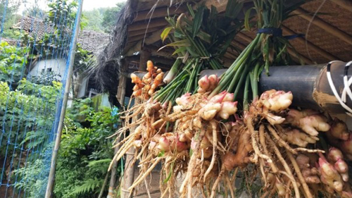 Wangi Jahe Merah dan Kopi Petani Hutan Saat Pandemi